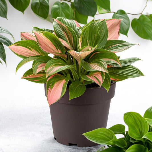Vibrant Pink and Red Hosta (First Blush Hosta) - The Lush Leaf