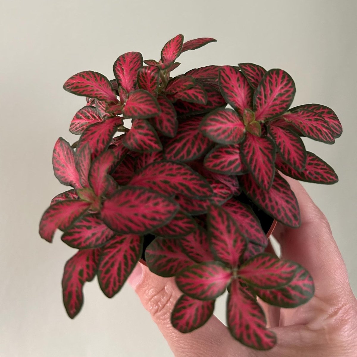 Vivid Vein Fittonia (Fittonia albivenis) Nerve Plant - The Lush Leaf