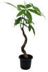 Serene Waves Money Tree (Pachira aquatica 'Wavy Trunk' Tree)