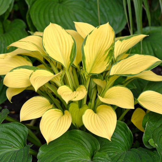 Yellow Mouse Ears Hosta Seeds (Hosta Mouse Ears) - The Lush Leaf